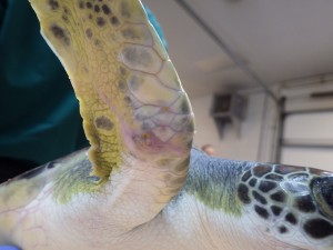 Update-on-Augie-The-Green-Sea-Turtle-4