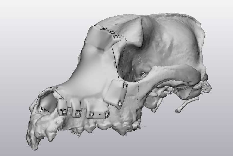 CAD rendering of Sheba’s skull with the 3D-printed implant installed