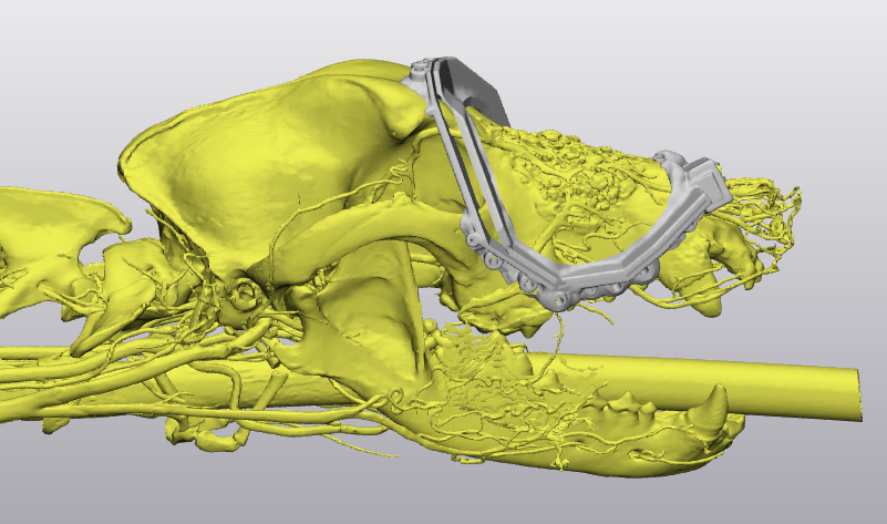 Sheba’s skull with blood vessels and the cutting guide